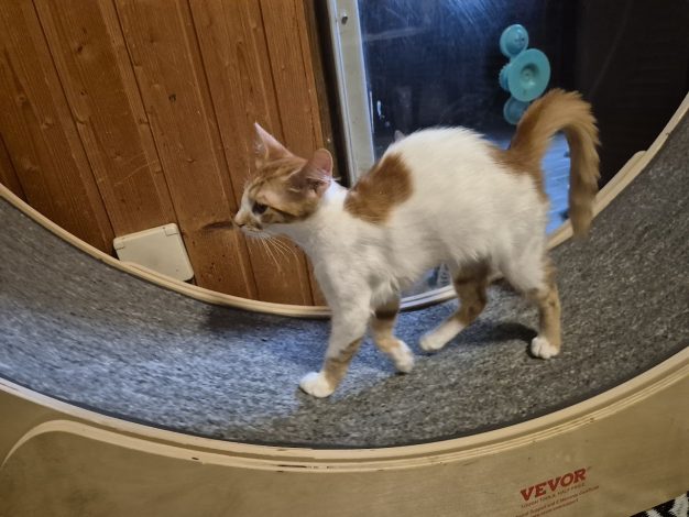 Frieda