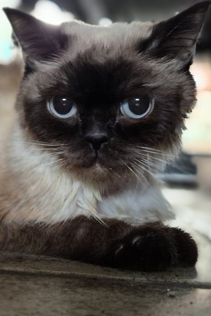 Luna, 6 J, Start GS Nov. 2025