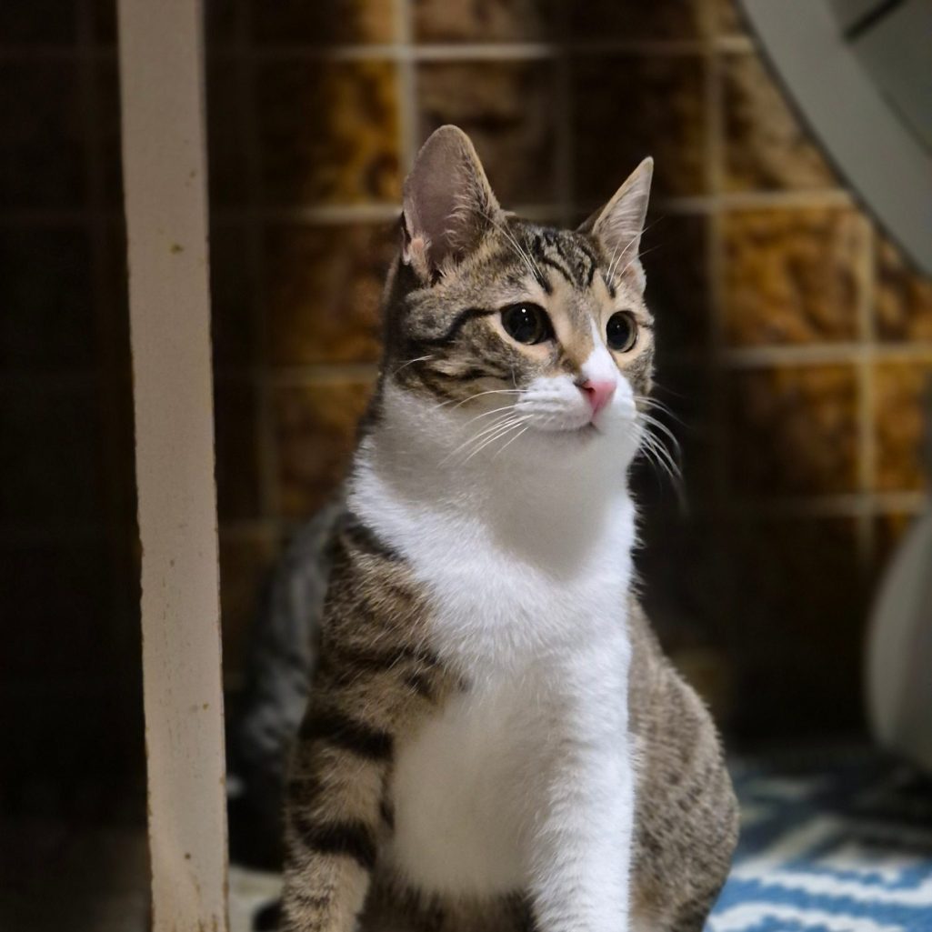 Wilbert, geb. 7.2025, Start GS 18.2.2026