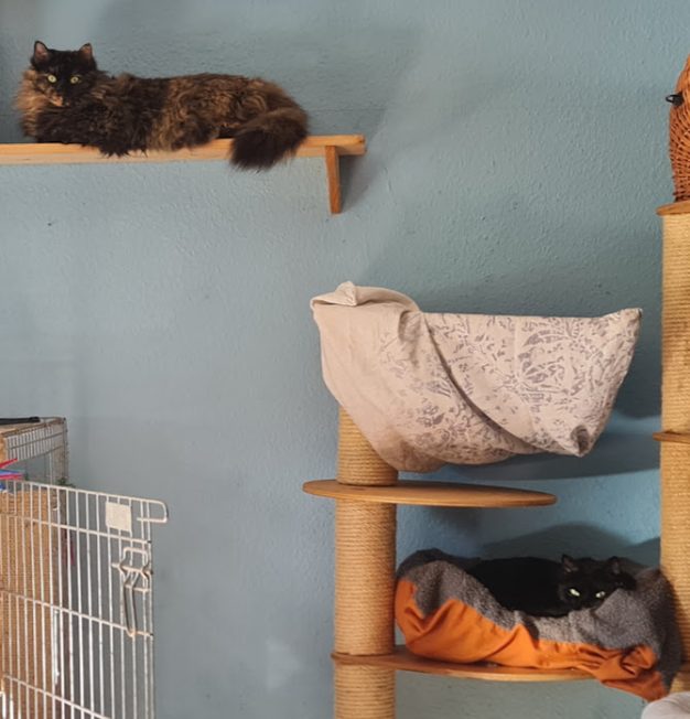 Oben : Phibi, unten: Baghira