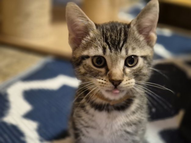Pepper