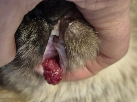 ein großes Geschwulst im Maul