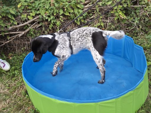 Anton im Hundepool