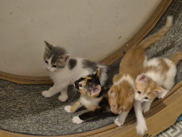 alle 4 Kitten